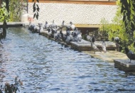 Sıcaklık yüzünden kuşlar zamanlarını havuz başlarında geçiriyor