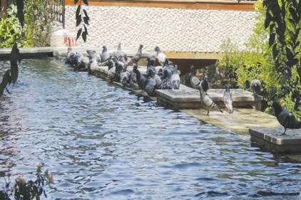 Sıcaklık yüzünden kuşlar zamanlarını havuz başlarında geçiriyor