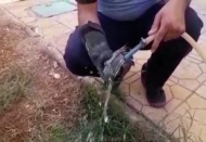 Sıcaktan bayılan kuşun imdadına itfaiye yetişti 