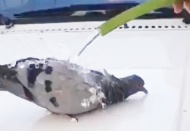 Sıcaktan bunalan güvercin hortumdan akan suyla serinledi