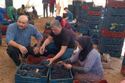 Şifa kaynağı kuru üzüm