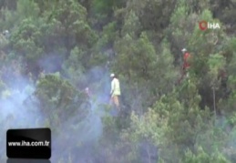Sigara izmariti 5 dönümlük ormanı kül etti