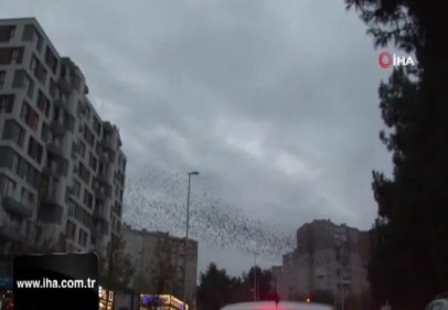 Sığırcıkların İstanbul semalarında görsel şöleni