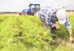 Sigortalı çiftçi sayısı 41 bin 881 kişiye düştü