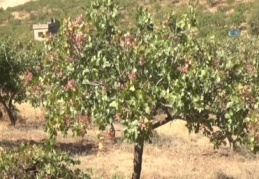 Siirt fıstığı, iç piyasada 50 TL, dış piyasada 100 TL'nin üstünde satılıyor