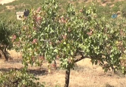 Siirt fıstığı, iç piyasada 50 TL, dış piyasada 100 TL'nin üstünde satılıyor