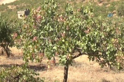 Siirt fıstığı, iç piyasada 50 TL, dış piyasada 100 TL&#039;nin üstünde satılıyor