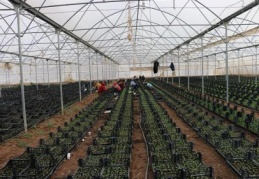 Siirt, fıstıkta damlama sistemini kullanacak 