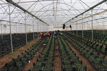 Siirt, fıstıkta damlama sistemini kullanacak 