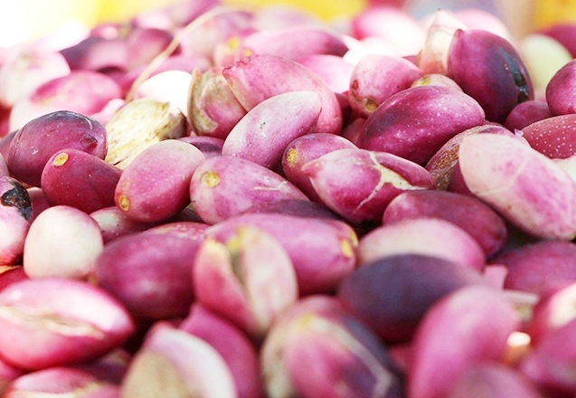 Siirt'te de fıstık üretimi yüzde 50 düştü