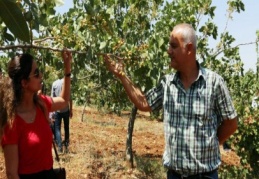 Siirt’te fıstık üreticisinin yüzü gülüyor 