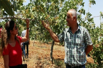 Siirt&#8217;te fıstık üreticisinin yüzü gülüyor 