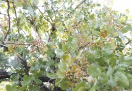 Siirt’te üretici hasada hazırlanıyor