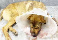 Silahla vurulan 2 köpekten biri telef oldu, diğeri çenesinden yaralandı