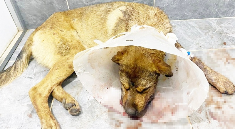 Silahla vurulan 2 köpekten biri telef oldu, diğeri çenesinden yaralandı