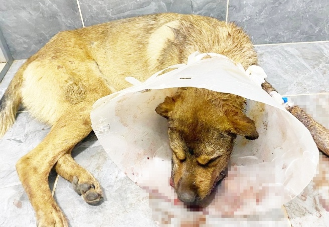 Silahla vurulan 2 köpekten biri telef oldu, diğeri çenesinden yaralandı