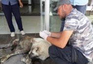 Silahla vurulan yaralı köpek aile hekimliğine sığındı 