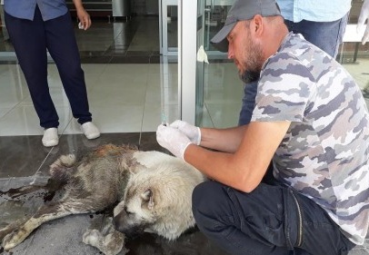 Silahla vurulan yaralı köpek aile hekimliğine sığındı