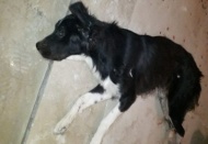 Silahla vurularak yaralanan köpek tedavi altına alındı