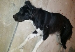 Silahla vurularak yaralanan köpek tedavi altına alındı