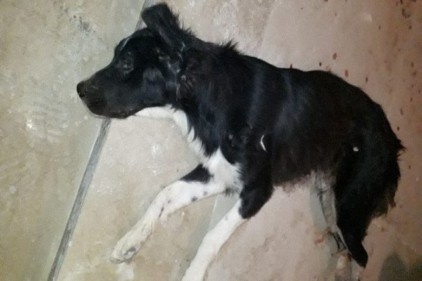 Silahla vurularak yaralanan köpek tedavi altına alındı