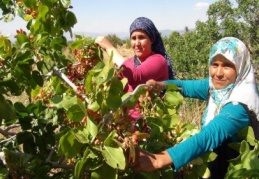 Silifke’de boz fıstık hasadı başladı