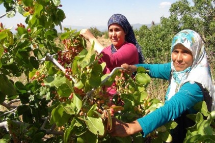 Silifke&#8217;de boz fıstık hasadı başladı