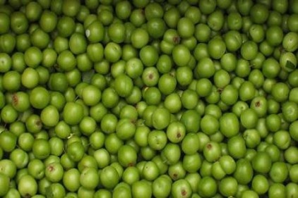 Silifke&#039;de ilk erik hasadı yapıldı 