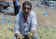 Simav’ın fıstığı da  Antep’e rakip oldu