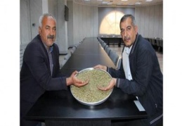 Şimdi firik hasadı zamanı