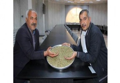 Şimdi firik hasadı zamanı