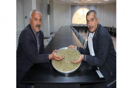 Şimdi firik hasadı zamanı