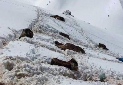 “Şimdi öyle görünüyor ki bu hayvanlar, bedeli ödüyor”
