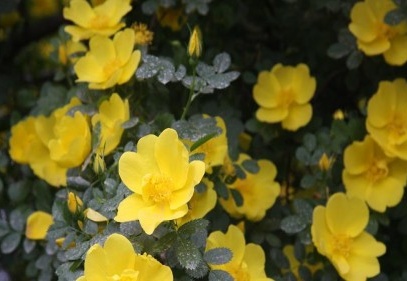 Şimdi Sarıgül zamanı