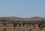 Sınırda içi zeytinyağı dolu boru hattu