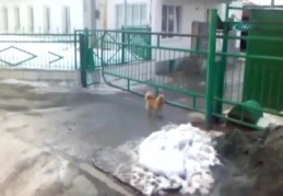 Şirketin kapı görevlisi