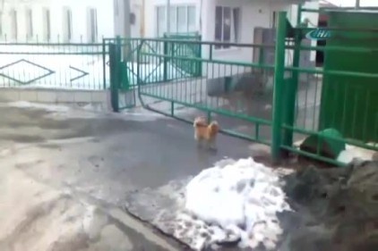 Şirketin kapı görevlisi