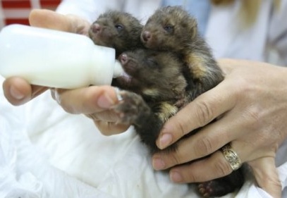 Sırtlan zannedilen yavruların sansar olduğu anlaşıldı 