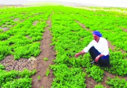 Siverek’te üretilen nane Gaziantep’teki fabrikalarda işleniyor