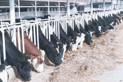 Siyah Alaca Holştayn ırkı düveler Türkmenistan&#8217;a ihraç edilecek