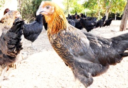 Siyah atak-s türü tavuk dağıtılacak