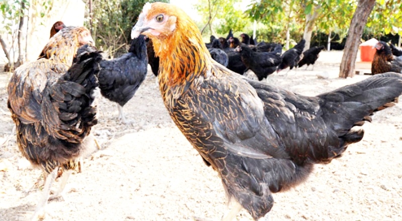 Siyah atak-s türü tavuk dağıtılacak