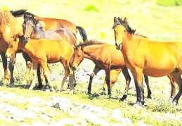 "Siyanürle altın aranacak bölgede yaşayan yılkı atları ihale ile toplanacak"