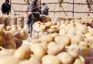 Sofrada lüks haline geldi: Böyle giderse patates ve soğan ithalatı başlayacak