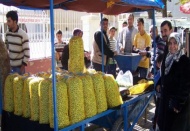 Sofralık yeşil zeytin piyasaya çıktı