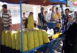 Sofralık yeşil zeytin piyasaya çıktı