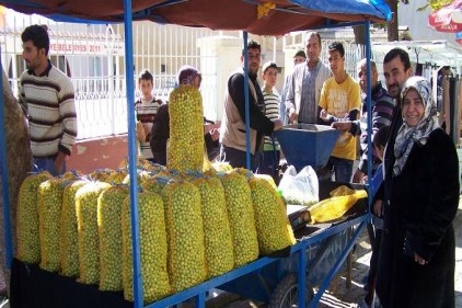 Sofralık yeşil zeytin piyasaya çıktı