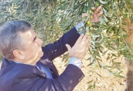 Sofralık zeytinde verilen prim desteği artırılmalı