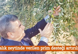 Sofralık zeytinde verilen prim desteği artırılmalı
