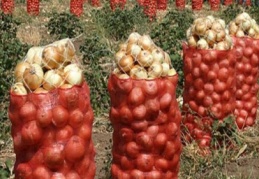 Soğan tarlada 30 kuruş, markette 2 buçuk lira